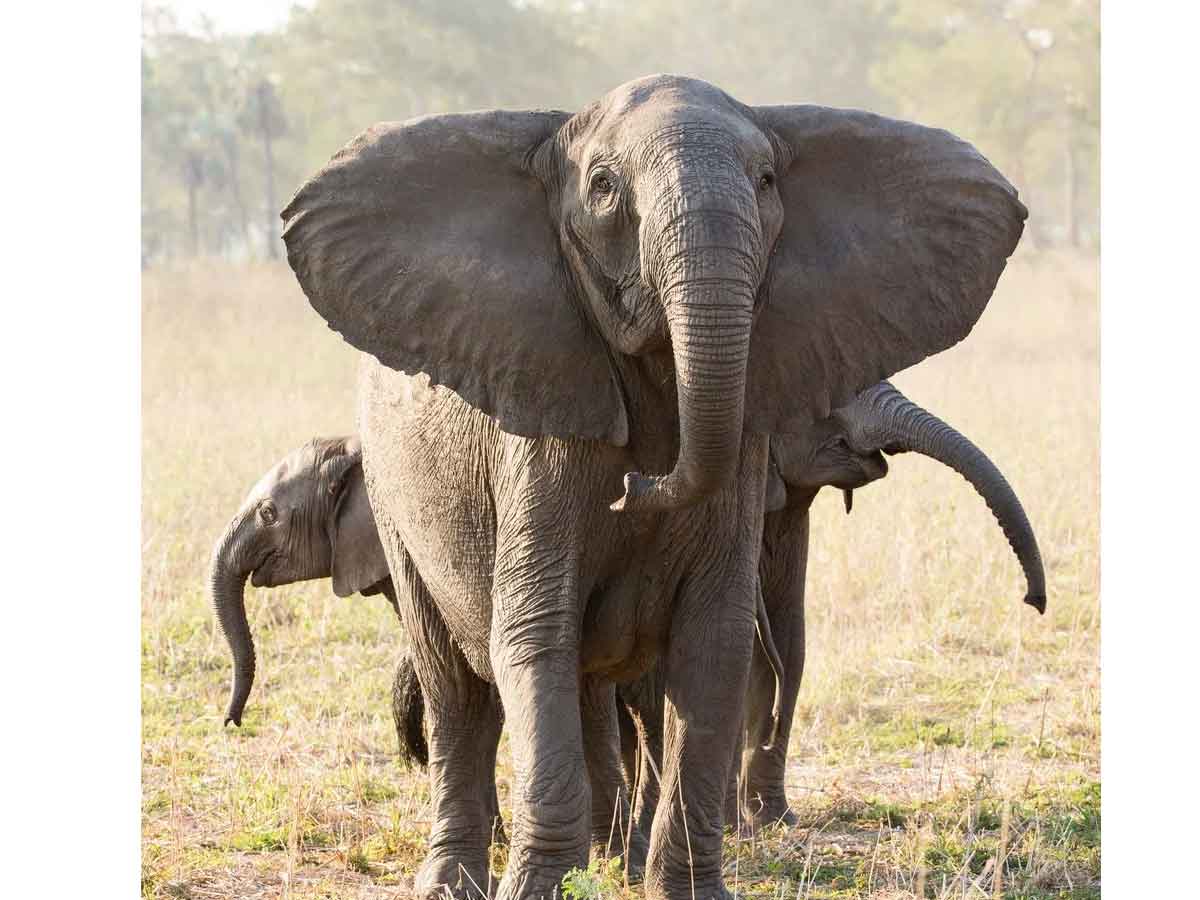 Elephants without Tusks : అక్క‌డ‌ పెరుగుతున్న దంతాలు లేని ఏనుగుల సంఖ్య‌.. కార‌ణం ఏంటి? ఏం జ‌రుగుతోంది?