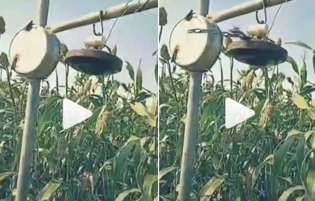 Farmer’s Desi Jugaad : ప‌క్షుల నుంచి పంట‌పొలాల‌ను ర‌క్షించుకునేందుకు ఈ రైతు ఏం చేశాడో చూడండి