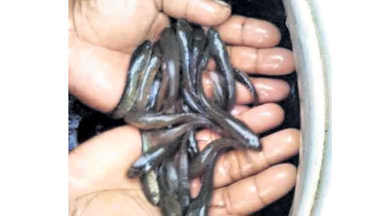 కొత్త పద్ధతిలో కొర్రమీను పెంపకం