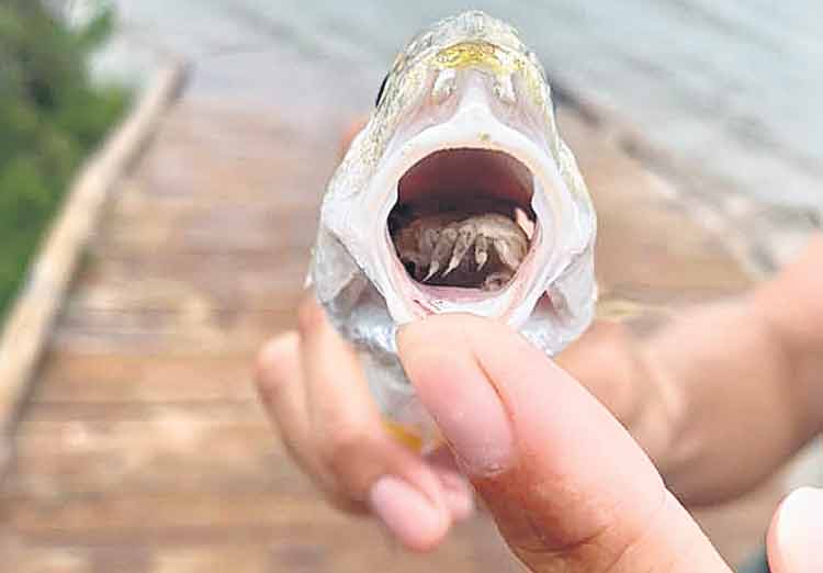 చేప నాలుకను తినేసి.. చేపకే నాలుకగా మారి!