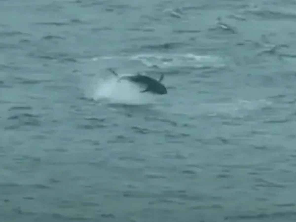 Most Expensive Fish : ప్ర‌పంచంలోనే అత్యంత ఖ‌రీదైన చేప ఇది.. దీని ధ‌రెంతో తెలుసా?