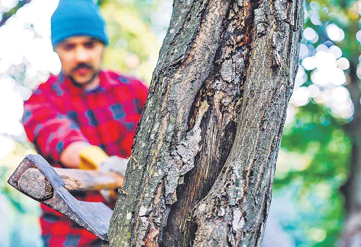 అటవీ చట్టానికి తూట్లు!