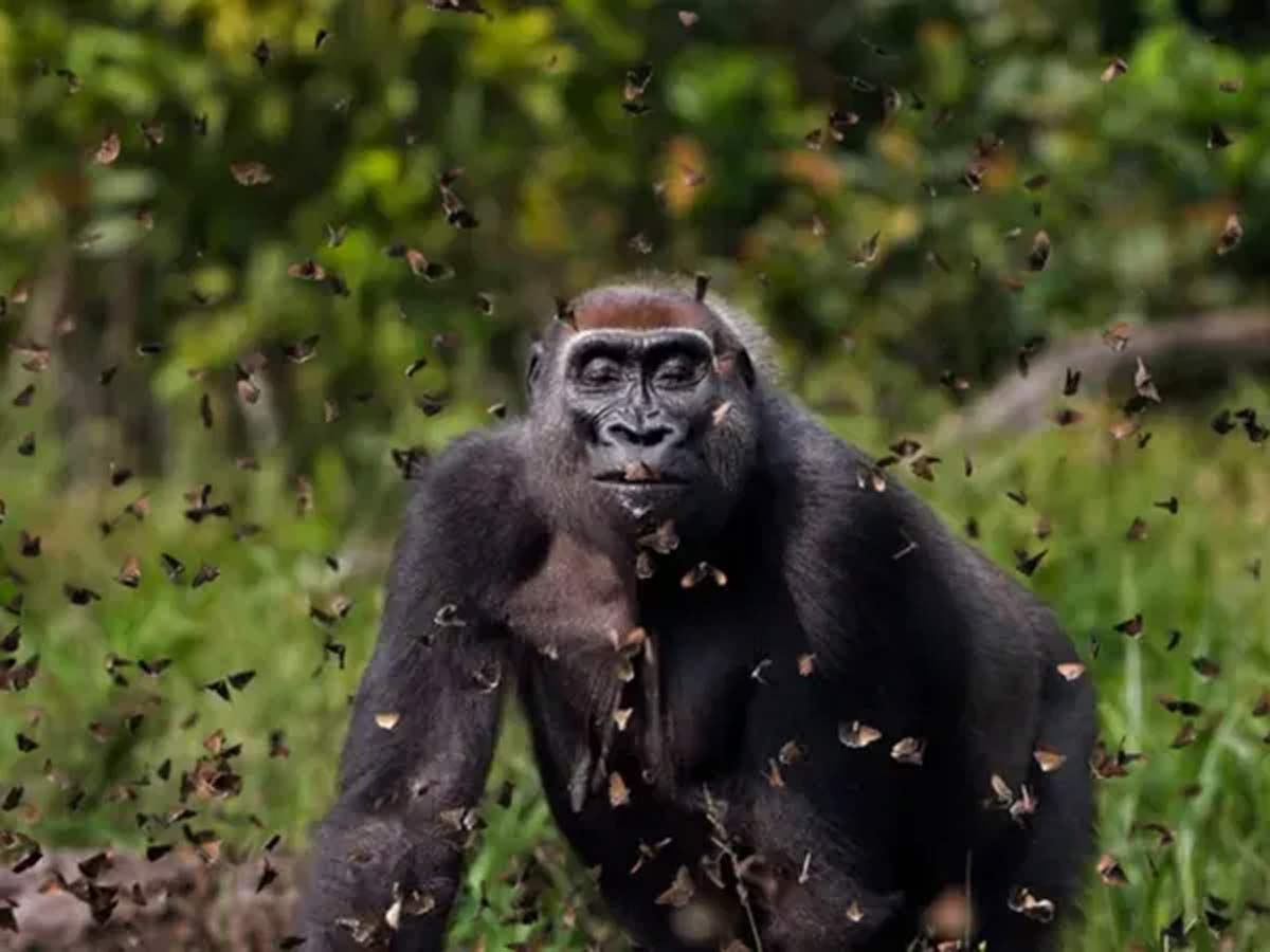 Photo of the Day : సీతాకోకచిలుకలతో గొరిల్లా ఆట.. ఈ ఫోటో చూస్తే వావ్ అనాల్సిందే