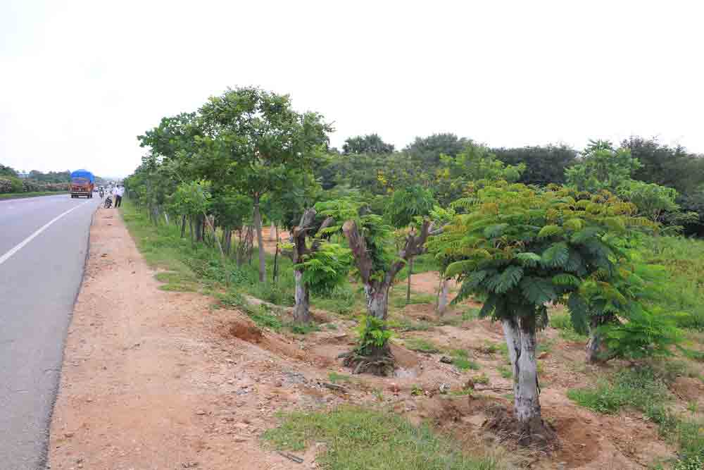 చిగురించిన మొదళ్లు
