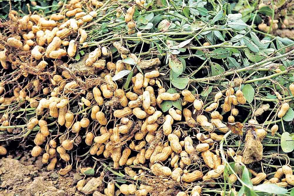 పంట మారుస్తాం.. మద్దతు ఇవ్వండి!