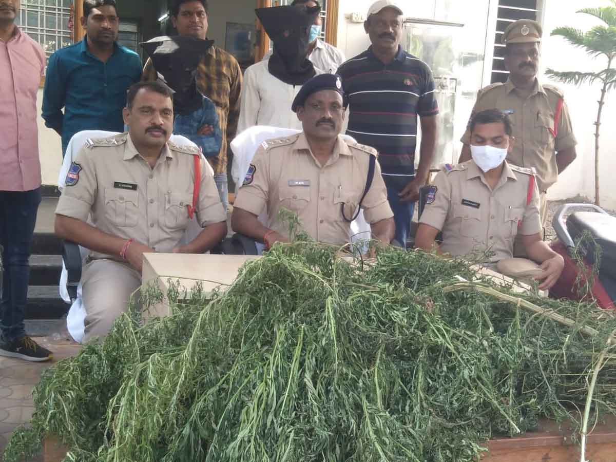 గంజాయి ముఠా గుట్టు రట్టు