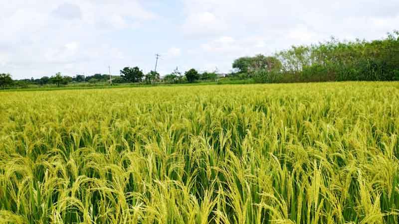 ప్రకృతి సేద్యంధాన్యం బంగారం