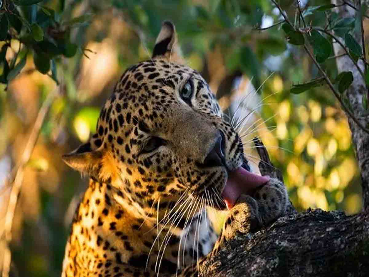 ఏడేండ్ల బాలికపై చిరుత పులి దాడి.. ప్రాణాలతో పోరాడుతున్న చిన్నారి