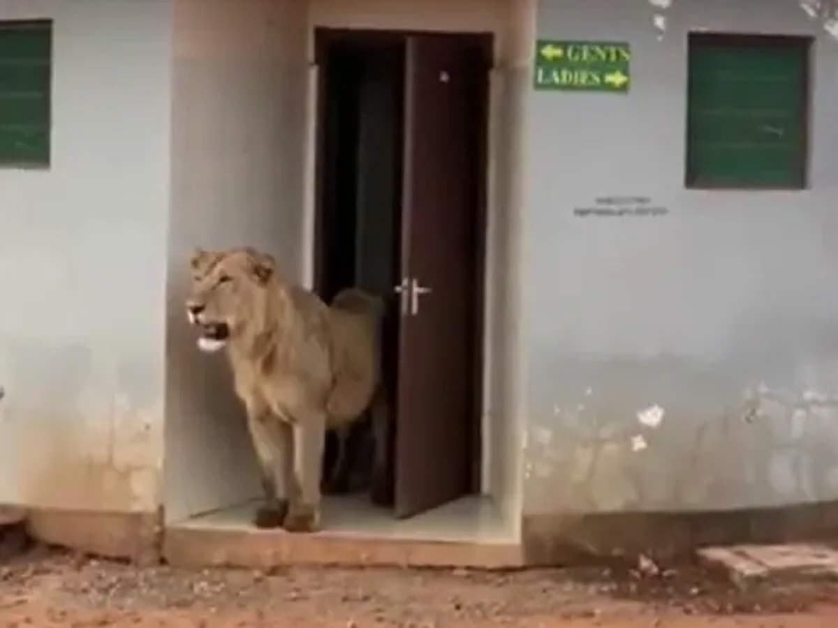 Lion Uses Public Toilet : పబ్లిక్ టాయిలెట్ ను యూజ్ చేసుకున్న సింహం.. వీడియో వైరల్