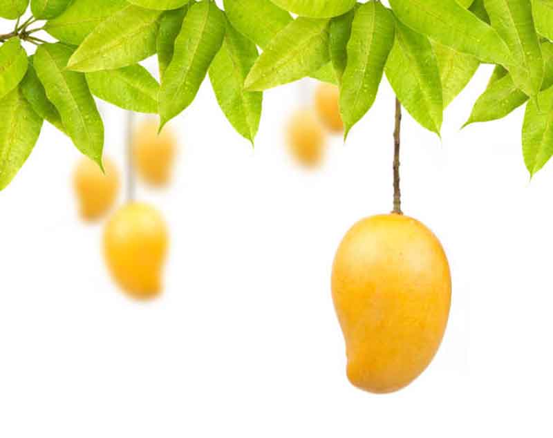 కొల్లాపూర్‌ బంగారం