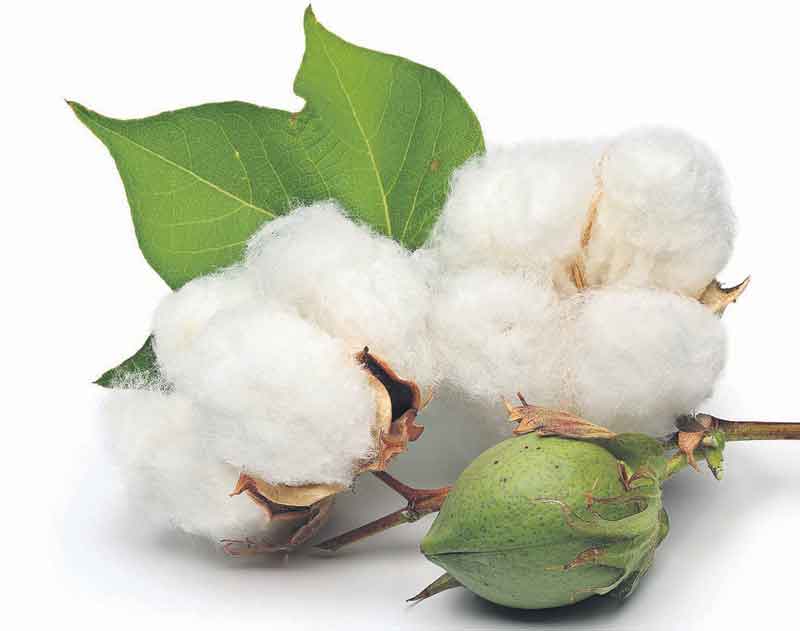 పత్తి కొనుగోళ్లకు సన్నద్ధం