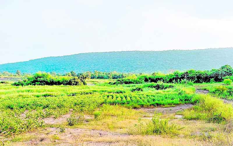 అడవిబిడ్డల ఆనందహేల