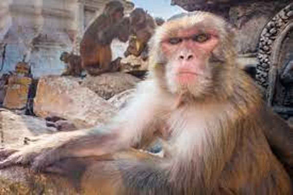 Monkey Attack : ఊళ్లో జనాలపై కోతి దాడి.. 8 మందికి గాయాలు