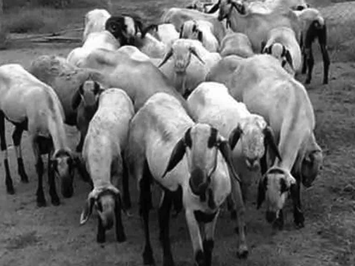 Crime news | కుక్కల దాడిలో గొర్రెలు మృతి