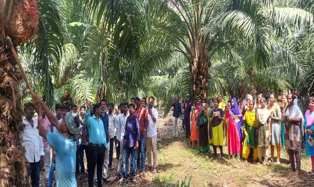 Oil palm cultivation | ఆయిల్‌పామ్ సాగుతో అన్నదాతలకు ఆర్థిక భరోసా..