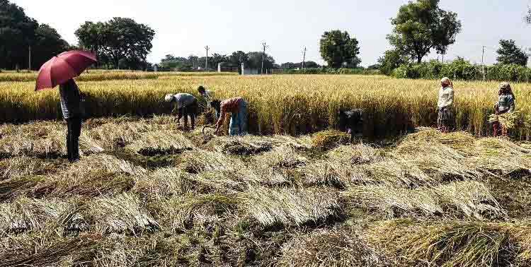 వరిపై కేంద్రం విధానమేమిటి?