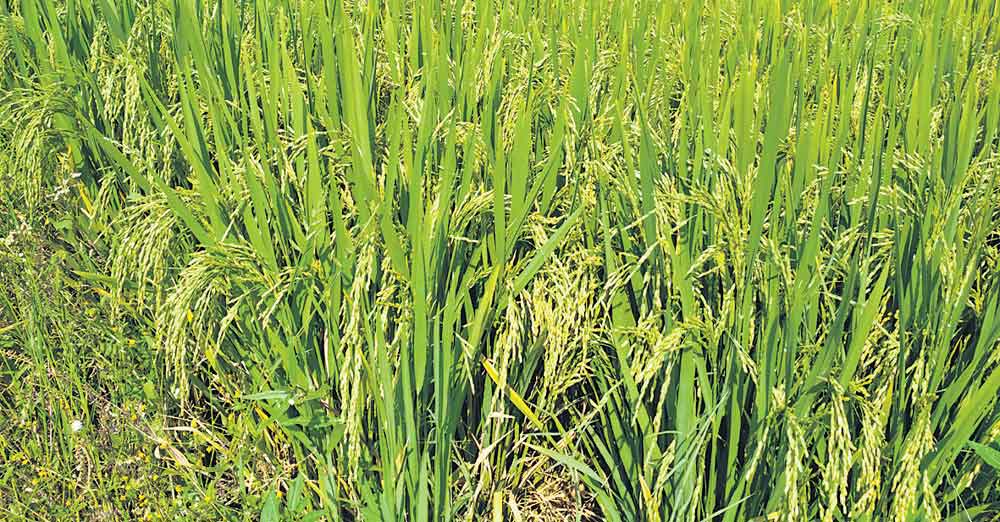 వానకాలం పంటలకు మద్దతు ధర