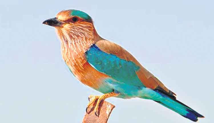 గెలుపు దారి చూపే పాలపిట్ట