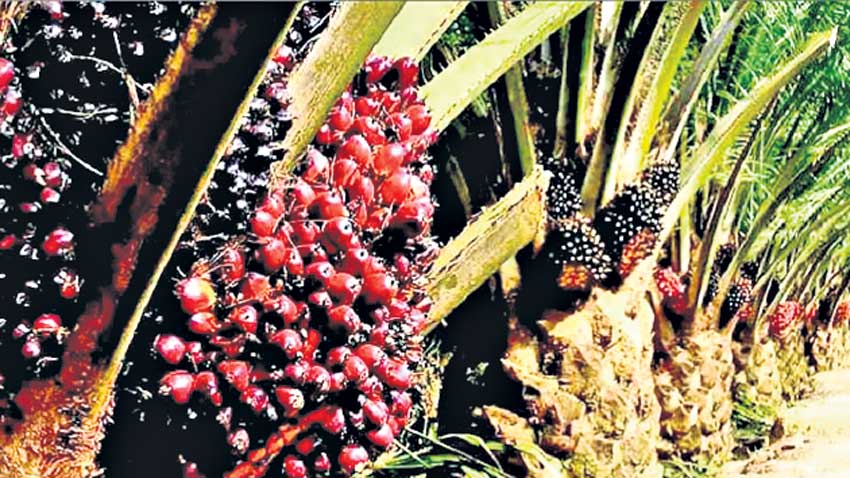 ఆయిల్‌పామ్‌పై కేంద్రం దిద్దుబాటు