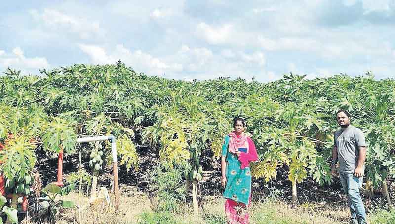 ఉద్యానవన పంటలు వేద్దాం