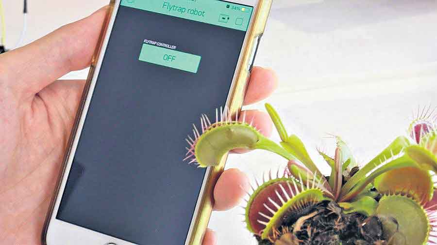 మొక్కలూ మాట్లాడుతాయ్‌!