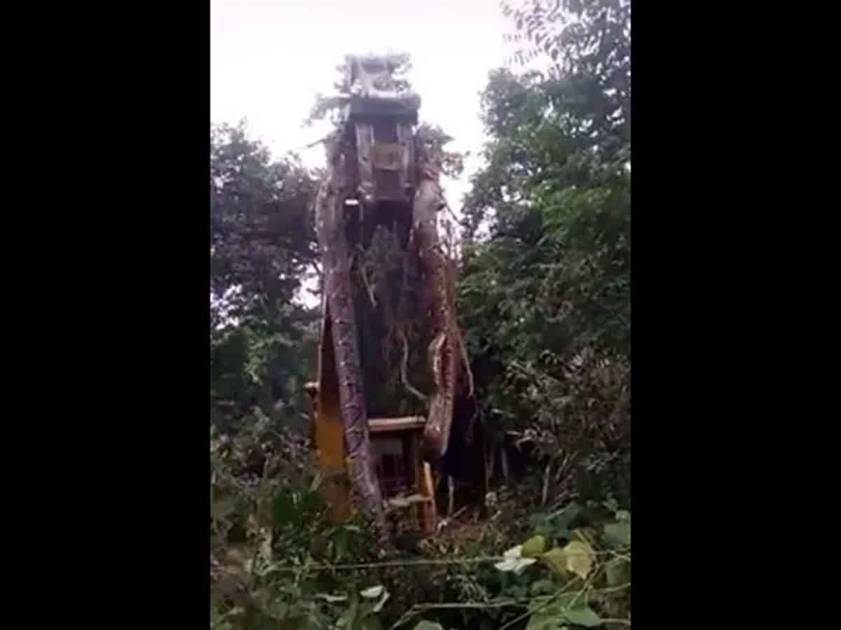 Viral Video : ప్ర‌పంచంలోనే అత్యంత పెద్ద పాము.. దీన్ని మోయ‌డానికి క్రేన్‌నే తీసుకొచ్చారు