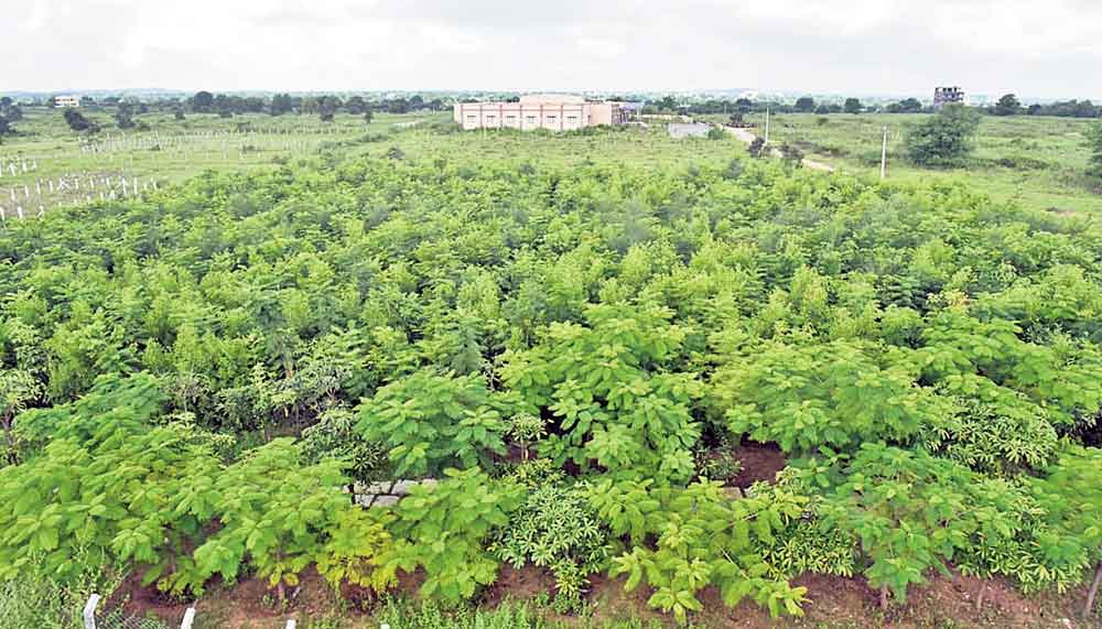 ఆరేండ్లలో 8.2% పెరిగిన అడవి