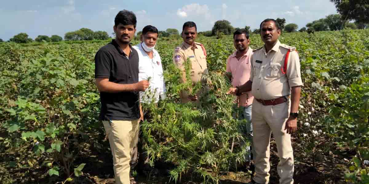 పిప్పడపల్లిలో గంజాయి మొక్కలు ధ్వసం