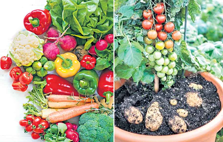 అంటుకట్టు..లాభాలు పట్టు!