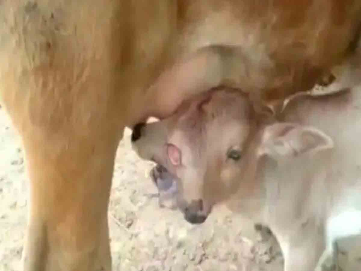 రెండు తలలు, మూడు కళ్ల ఆవు దూడ.. అమ్మవారి అవతారంగా గ్రామస్తుల పూజలు