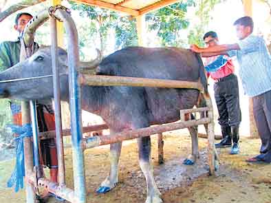పశువుల్లో అద్దె గర్భం