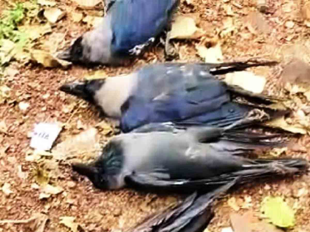 Vikarabad | అంతు చిక్కని వ్యాధితో కాకులు మృత్యువాత