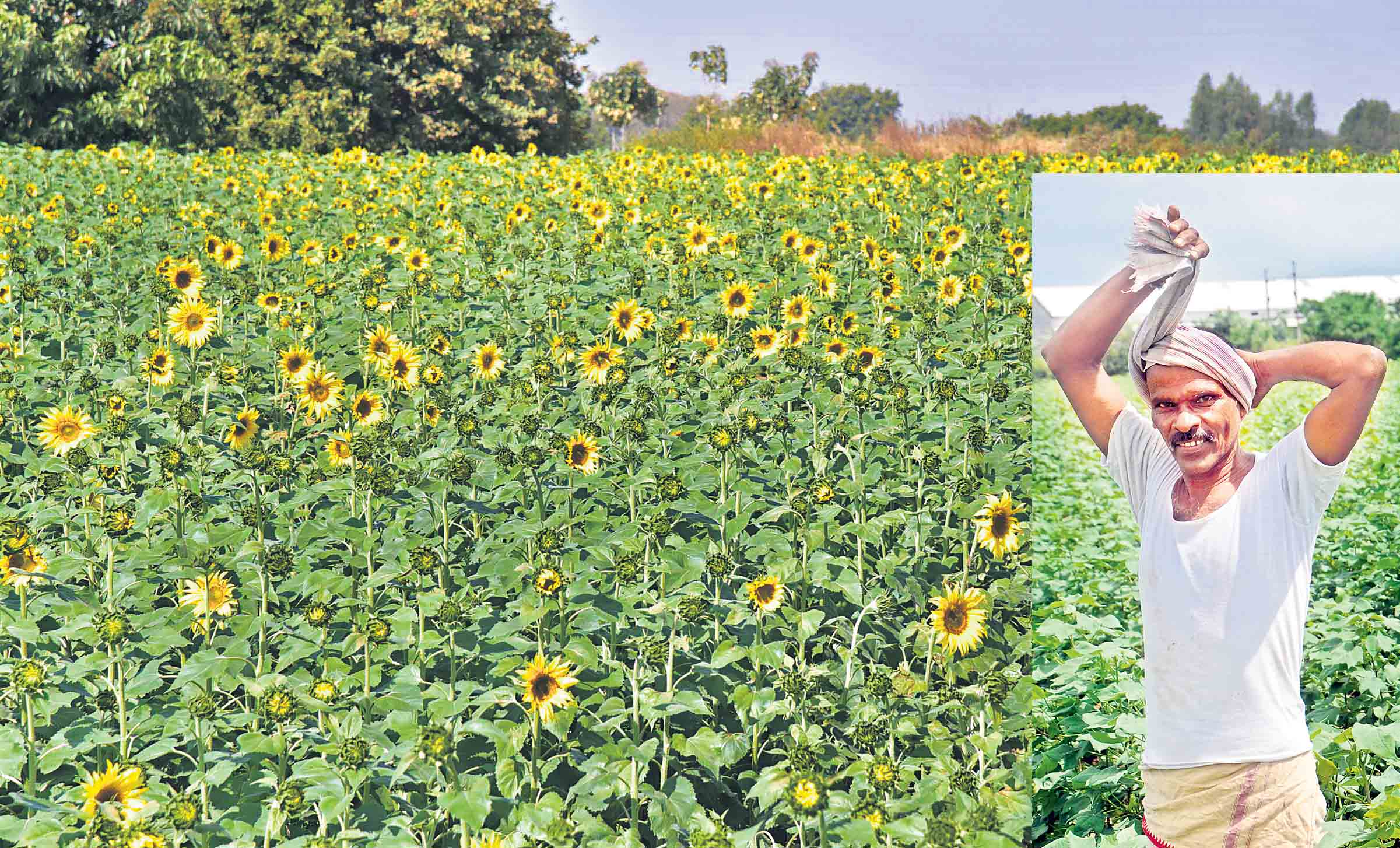 పంట మార్చు.. ఆదాయం ఆర్జించు..
