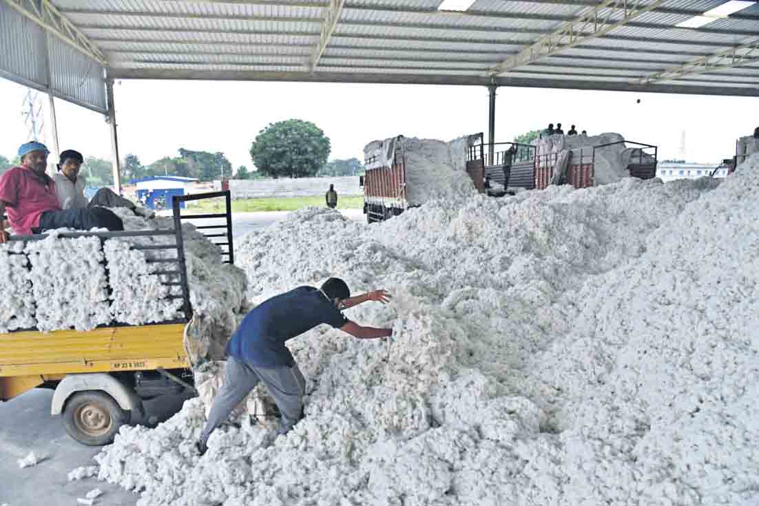 దూదిపూల ధర హసం