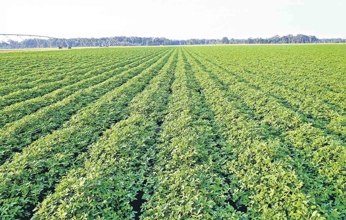 పల్లి.. పండిద్దామా..