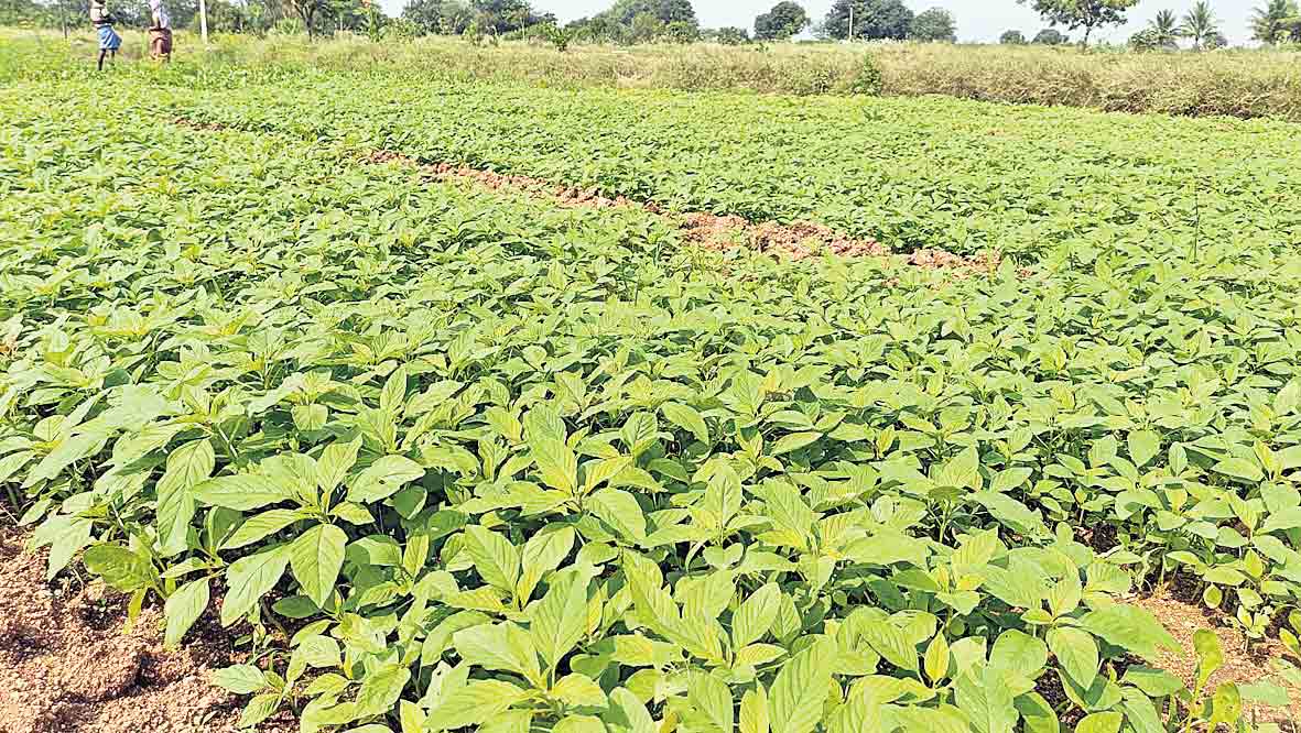 తీరోక్క పంట సిరులు ఇంట