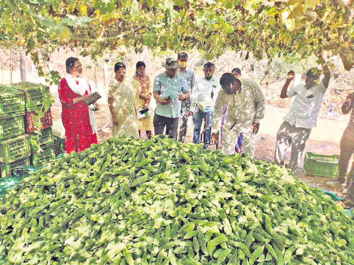 ఆదర్శం.. హనీఫ్‌