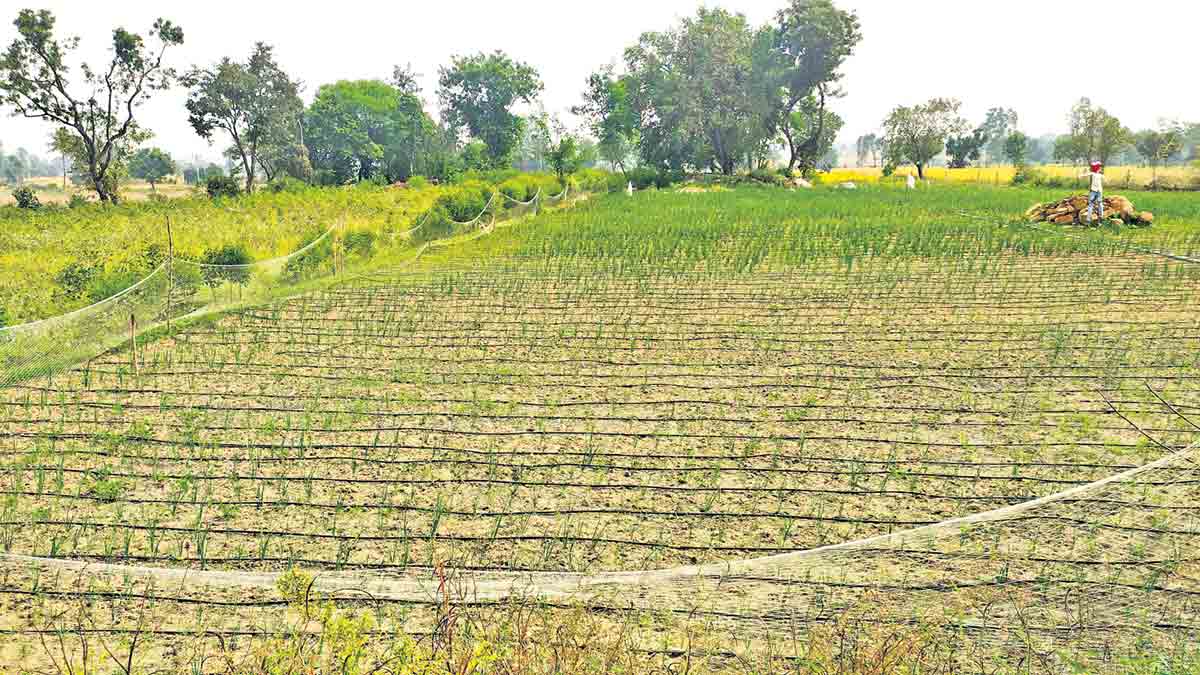 ఉల్లి సాగు.. లాభాలు బాగు