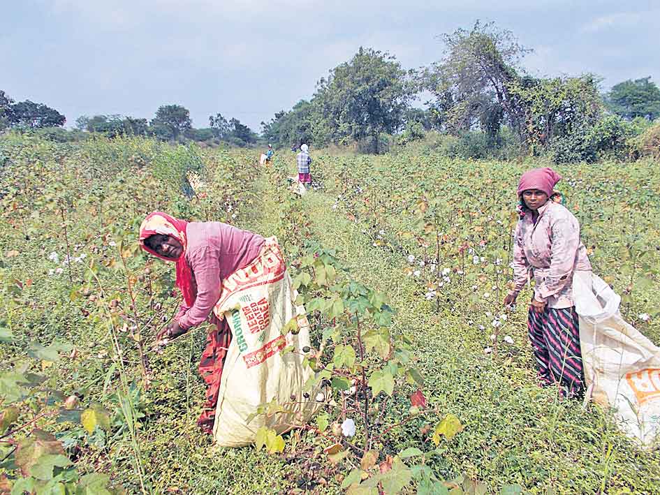 పత్తి కొండకు జీవనోపాధి