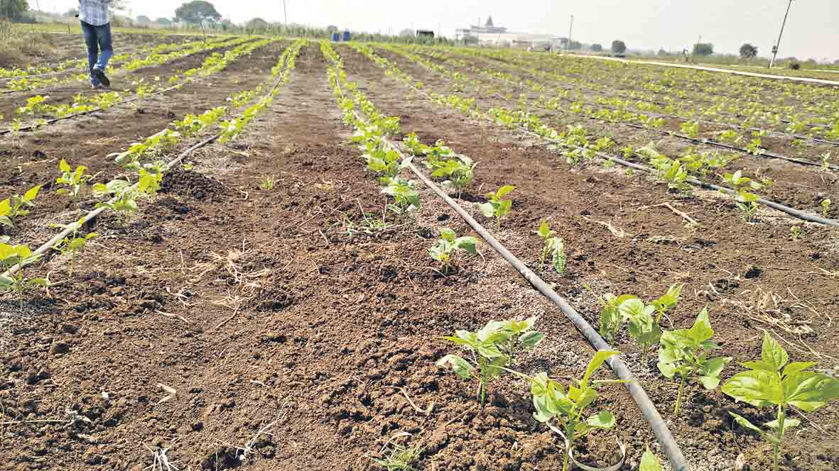 ఆదాయ మార్గాలు ఆరుతడి పంటలు