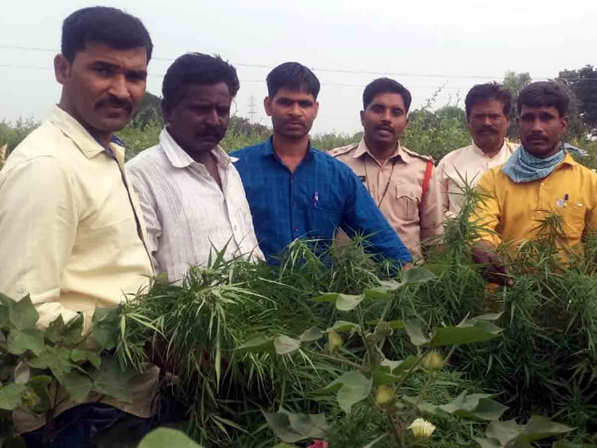 Parigi news : నజీరాబాద్‌తండాలో గంజాయి..