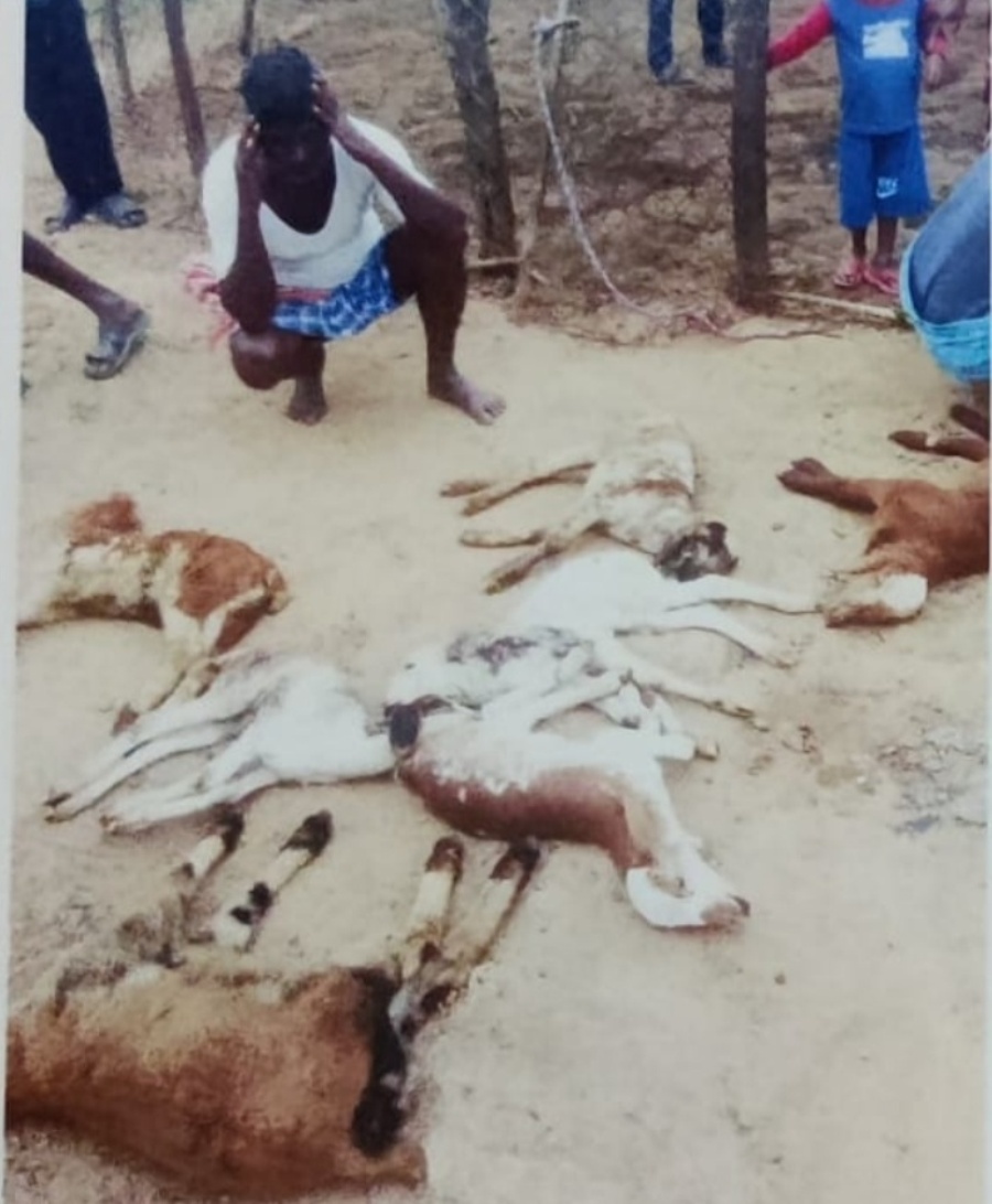 Dogs attack | కుక్కల దాడిలో గొర్రెలు మృతి