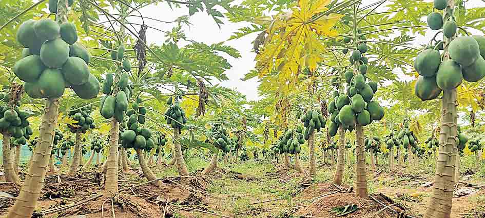బొప్పాయి తోటల సాగుతో..