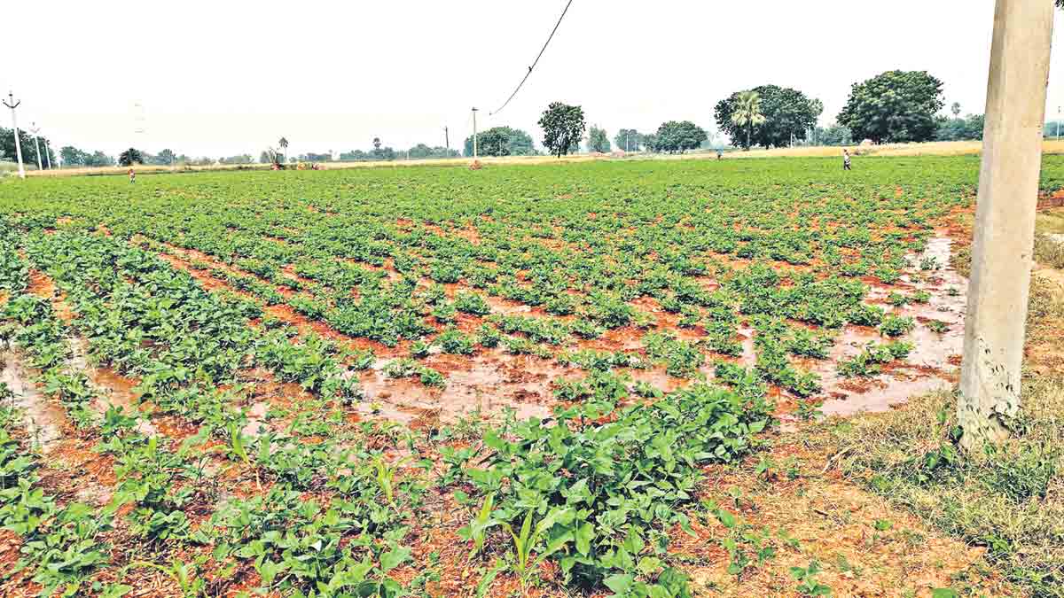 తురుకవానికుంట.. తీరొక్క పంట..