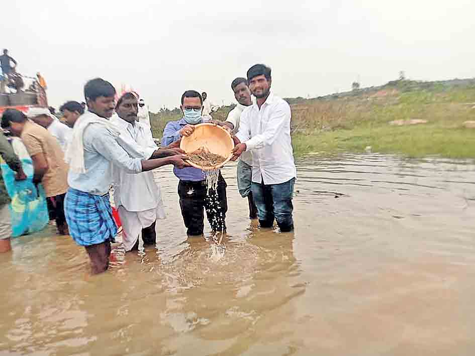 జిల్లాలో 34 లక్షల రొయ్య పిల్లల విడుదల