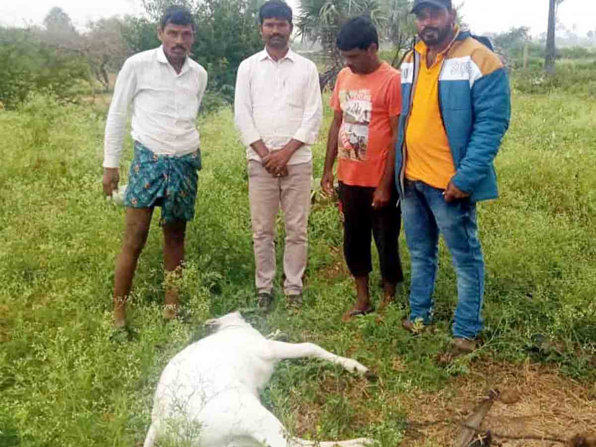 Rangareddy : ఏక్వాయిపల్లిలో దూడపై హైనా దాడి..