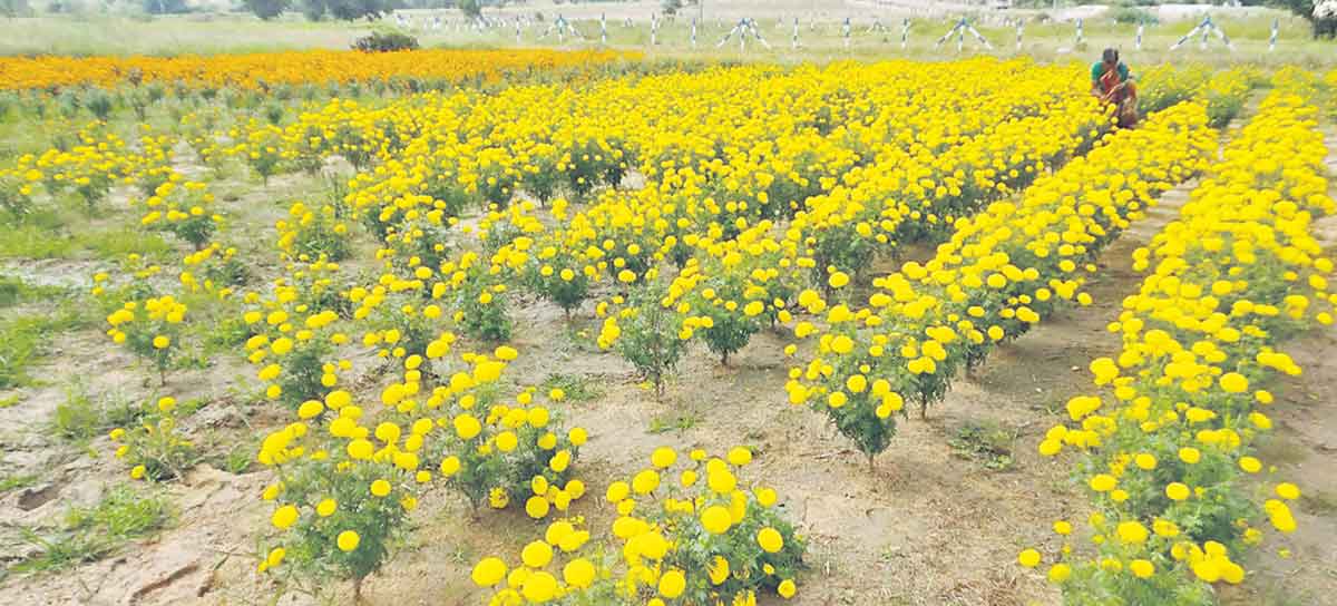 లాభాల బంతి