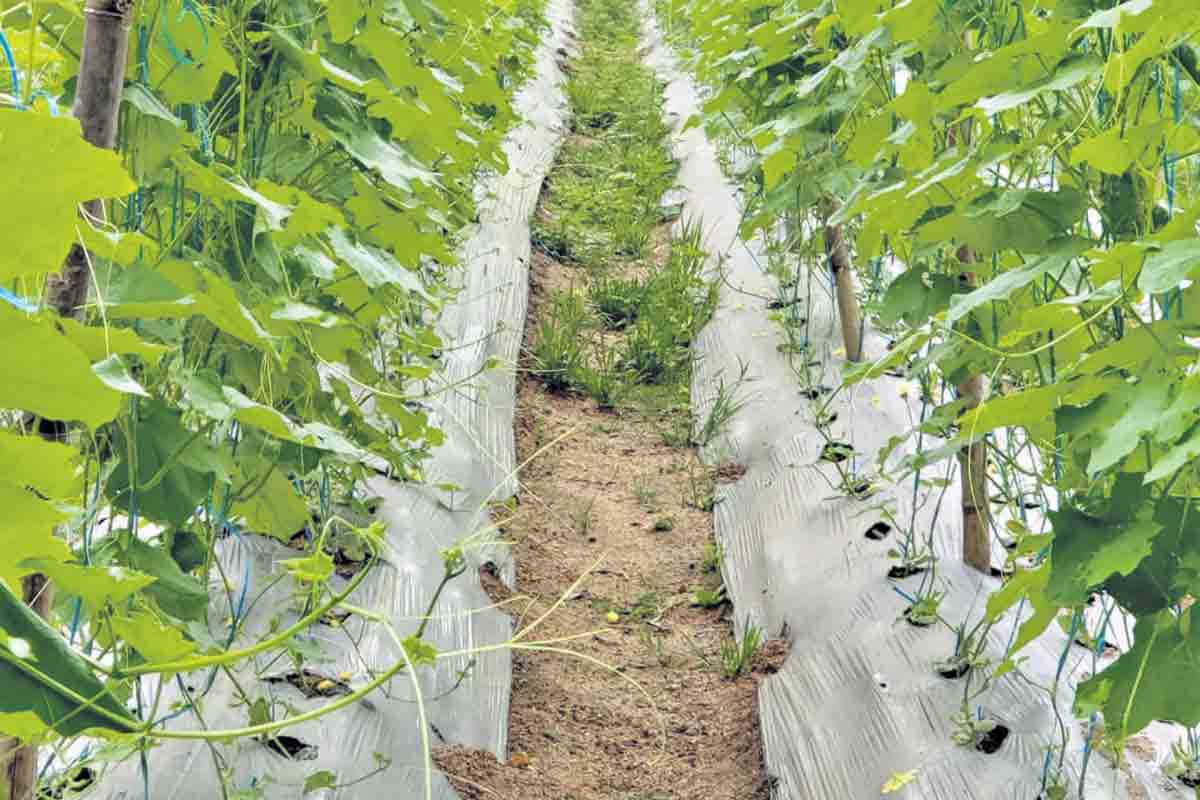 సాజిద్ సాగు భళా..!