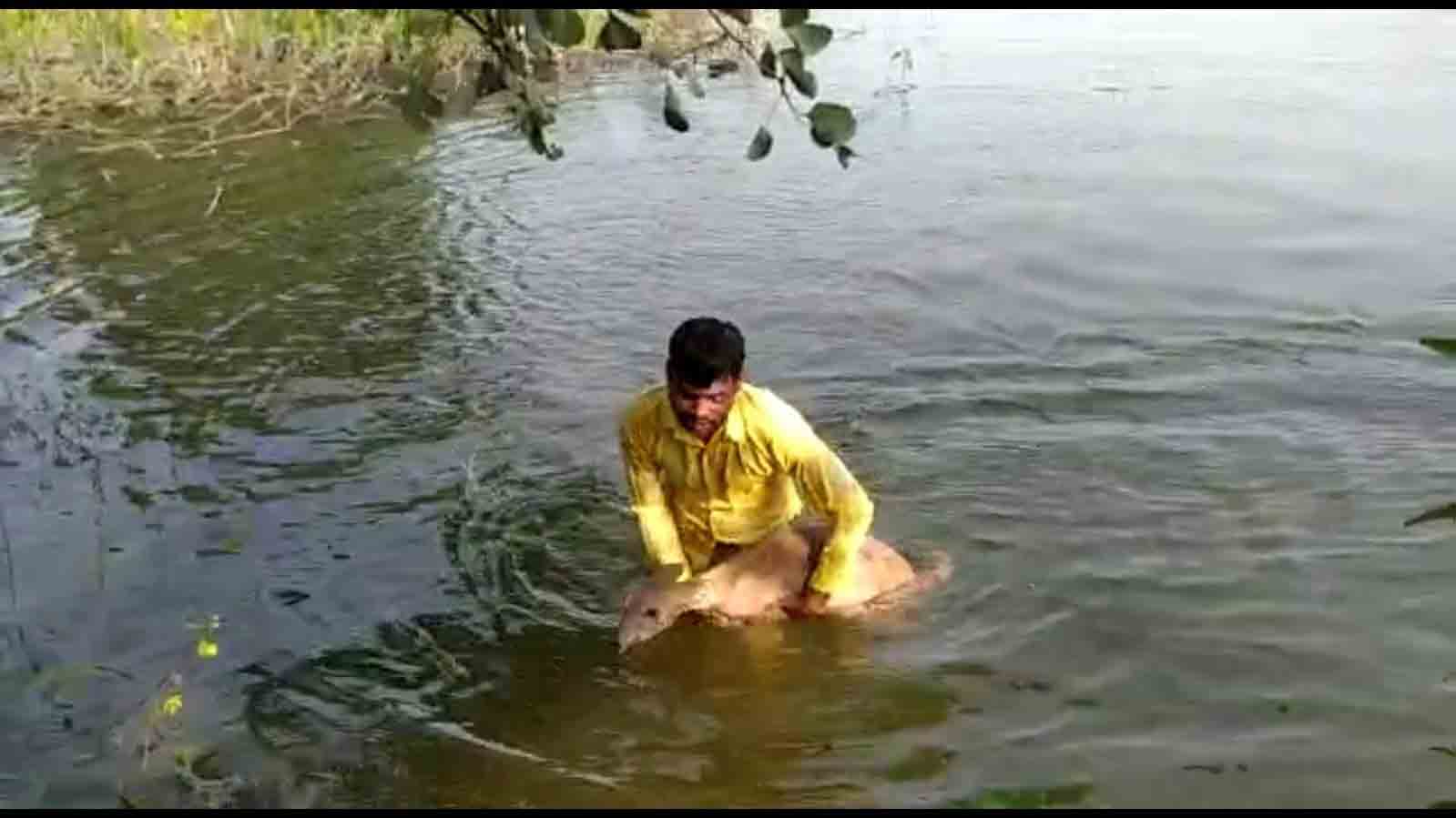 చెరువులో చిక్కుకున్న జింకను కాపాడిన యువకుడు..