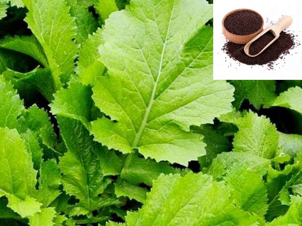 Winter and Mustard : శీతాకాలంలో డైట్‌లో ఆవపిండి చేర్చుకోండి.. ఆరోగ్యంగా ఉండండి!